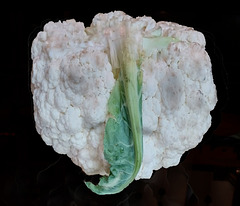 Doesn´t this cauliflower look like a strange elephant ? With a PIP