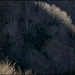 Escales de claror