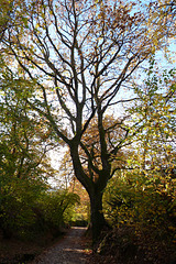 Baum am Weg Baum am Weg