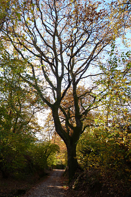 Baum am Weg Baum am Weg