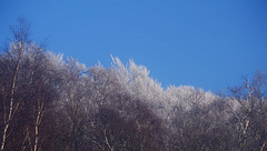 snow capped Shire Hill Wood