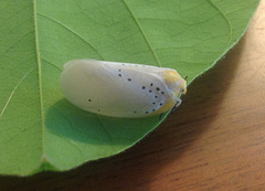 93 A Leaf Hopper (Poekilloptera phalaenoides)