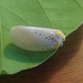 93 A Leaf Hopper (Poekilloptera phalaenoides)