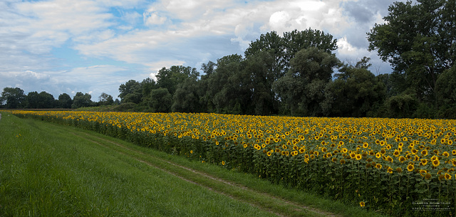 Sonnenblumenfeld