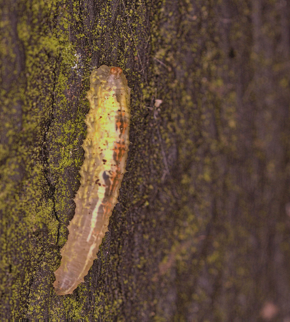 Hoverfly larva IMG_0971