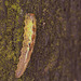 Hoverfly larva IMG_0971