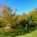 Sunny Autumn Monday - colours by the pond