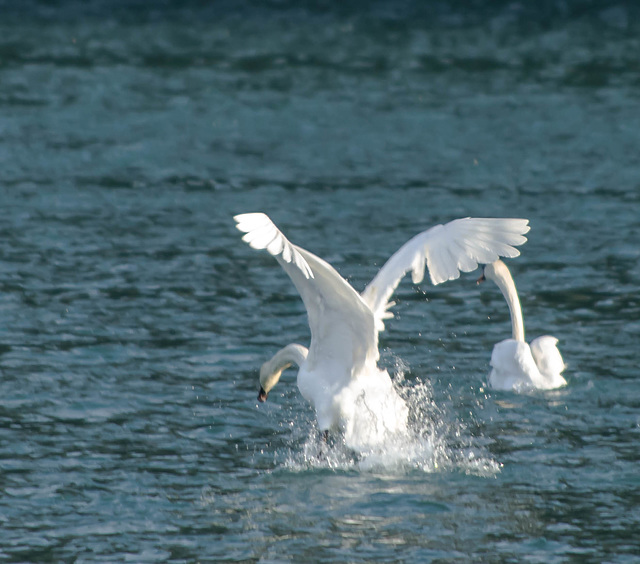 Lac de Bart - Bugey - cygnes tuberculés