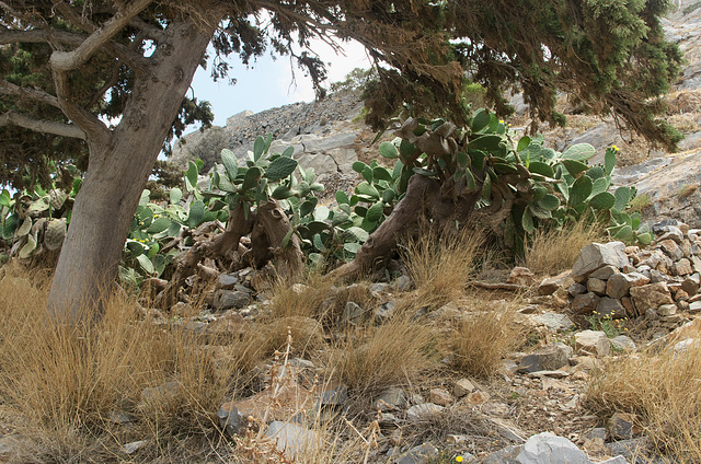 Succulent growth on Spinalonga