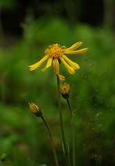 Arnica montana