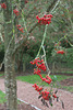 Rowan berries on an Autumnal morning