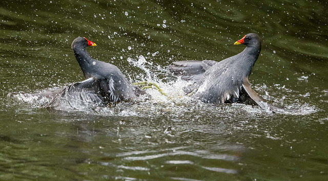 Fightng moorhens