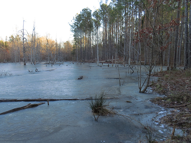 Ice on beaver pond