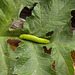 B&M - green caterpillar