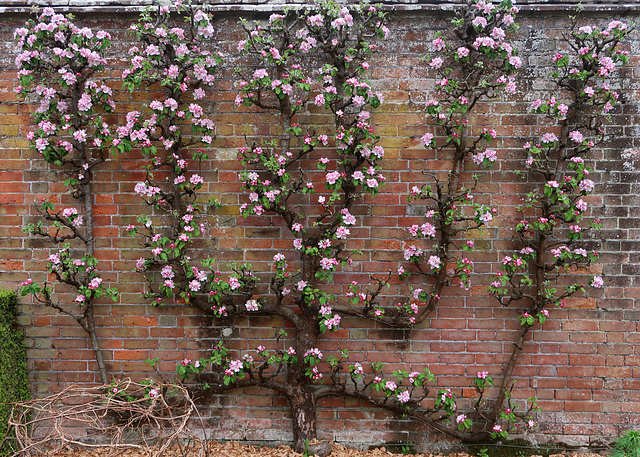 Espalier-trained Apple Tree