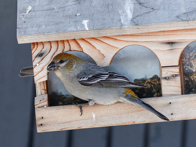 Pine Grosbeak female