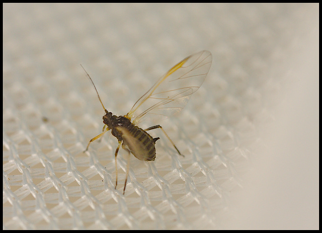 Flying Aphid IMG_0878