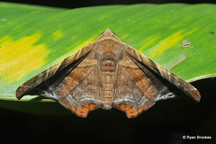 Episparis tortuosalis Moore, 1867, ♀