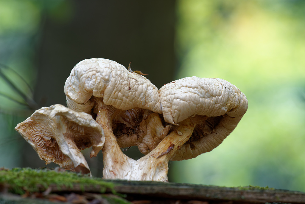 18.09.15 Pilz auf Baum