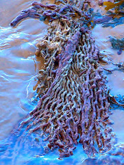 Lost Fishing Net Impersonating Seaweed!!