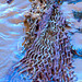 Lost Fishing Net Impersonating Seaweed!!