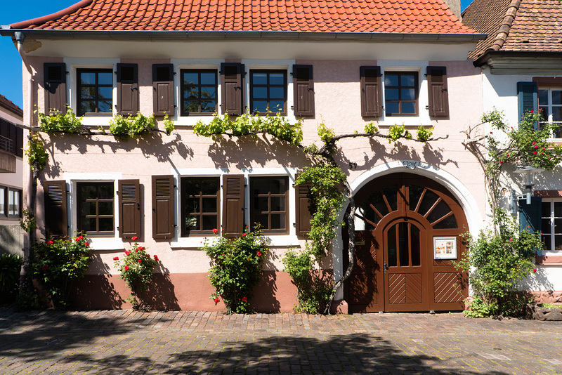 Rebe am Haus