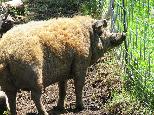 Mangalista boar, father of the piglets