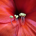 Amaryllis