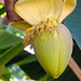 Fleur de bananier "Périgourdin"