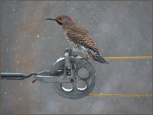 Flicker about to tuck into the suet