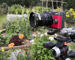 Q at the allotment