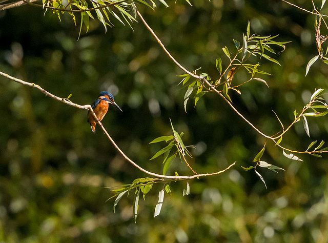 Kingfisher