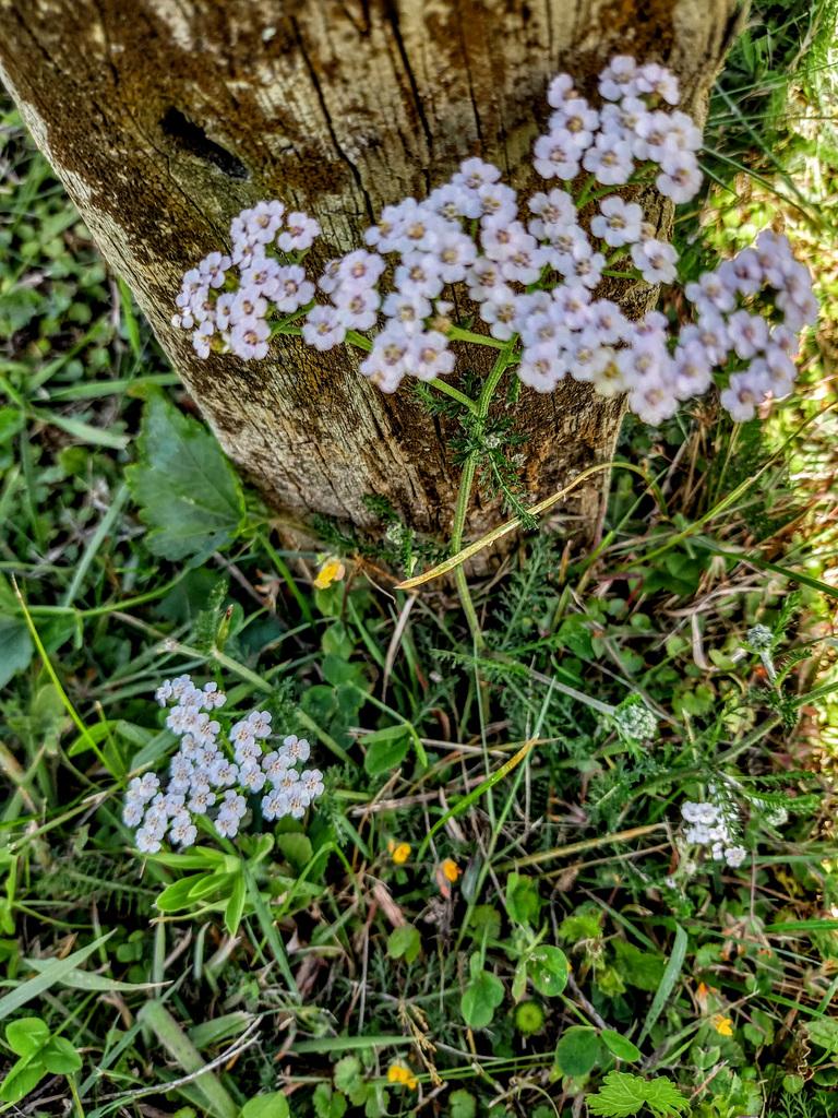 Beside The Trunk.