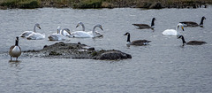 Whooper swans