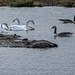 Whooper swans