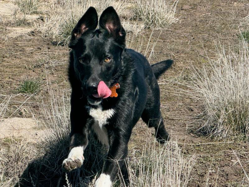 Galloping dog