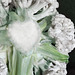 The heart of the cauliflower