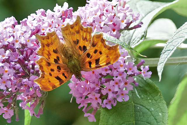 Comma On Buddleia