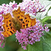 Comma On Buddleia