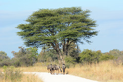 Zimbabwe, A Small Herd of Wildebeest on the Road Again in Hwange National Park