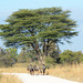 Zimbabwe, A Small Herd of Wildebeest on the Road Again in Hwange National Park