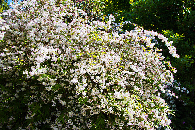 IMG 1029-FHD-Deutzia