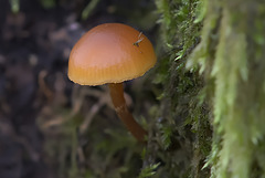 Champignon sur un tronc d'arbre.