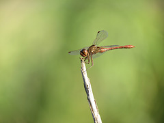 Southern Darter (Sympetrum meridionale) 10-10-2011 15-45-23
