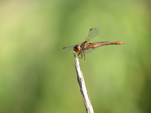 Southern Darter (Sympetrum meridionale) 10-10-2011 15-45-23