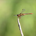 Southern Darter (Sympetrum meridionale) 10-10-2011 15-45-23
