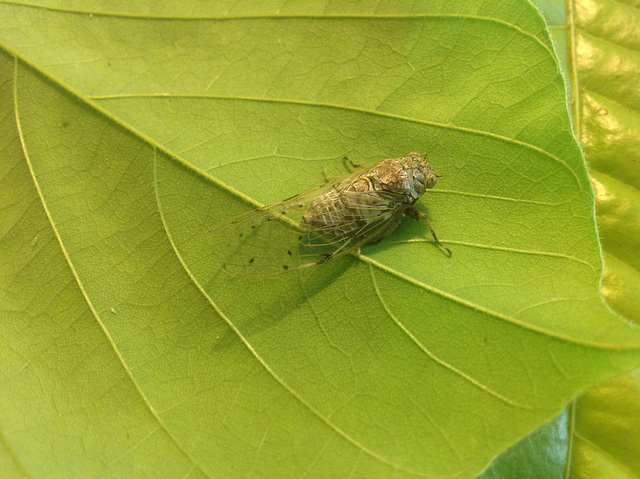 95 A Larger Cicada