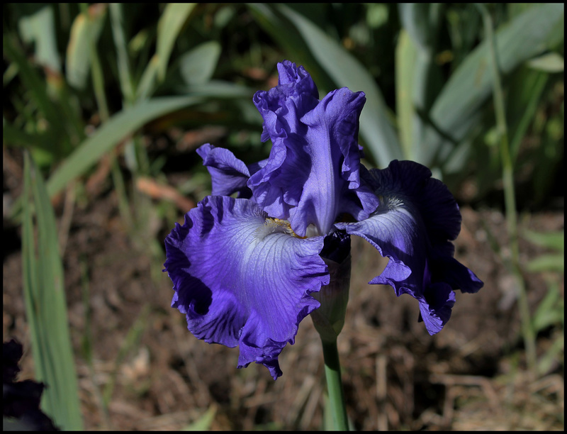 Memphis Blues (1)