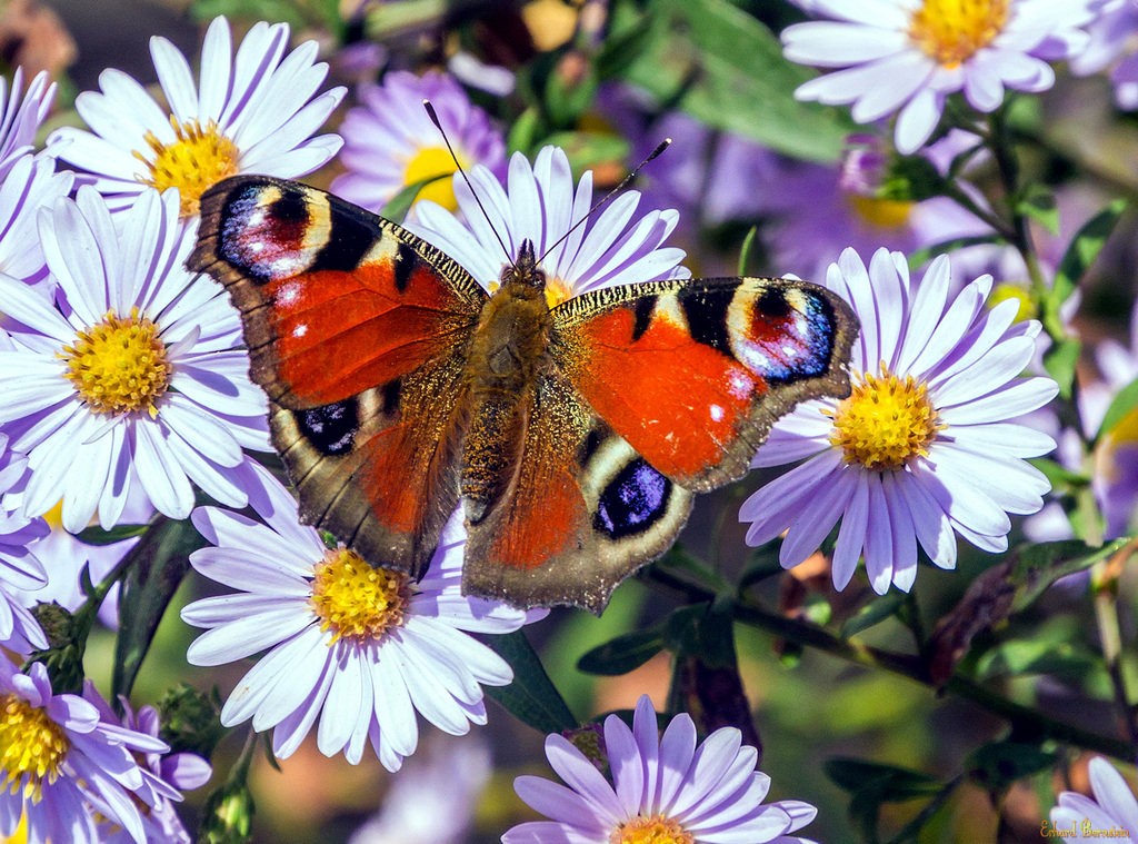 Farben im Spätsommer