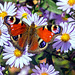 Farben im Spätsommer